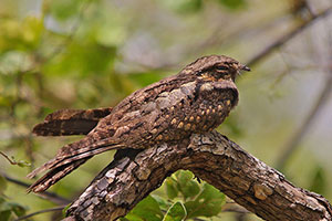 Jungle nightjar_sml
